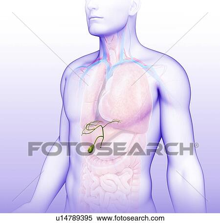 Male gallbladder, illustration View Large Photo Image Stock Photography - Male gallbladder, illustration. Fotosearch