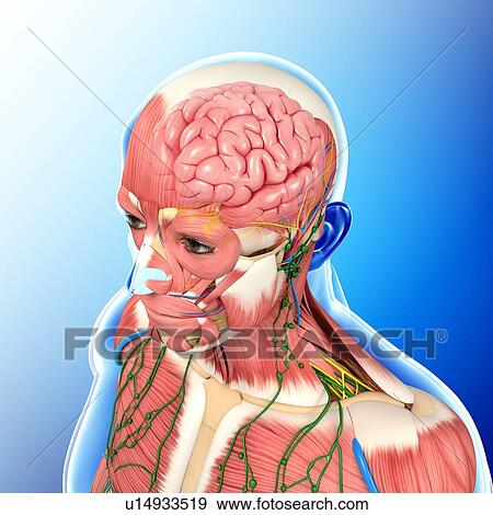 Male head and chest anatomy View Large Photo Image Stock Photo - Male head and chest anatomy. Fotosearch