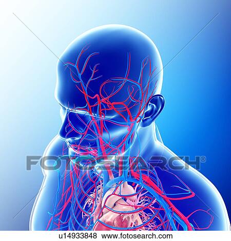 Male head and chest blood vessels View Large Photo Image Stock Photo - Male head and chest blood vessels. Fotosearch