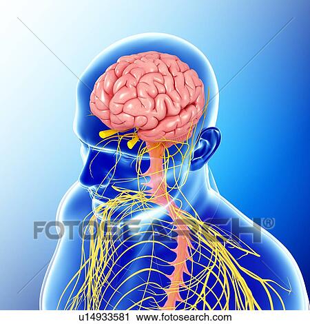 Stock Image - Male head and chest nervous system. Fotosearch