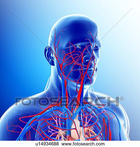 Male head and neck blood vessels View Large Photo Image Stock Photo - Male head and neck blood vessels. Fotosearch