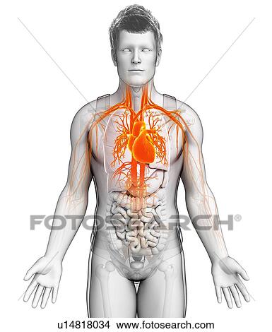 Picture - Male heart, illustration. Fotosearch