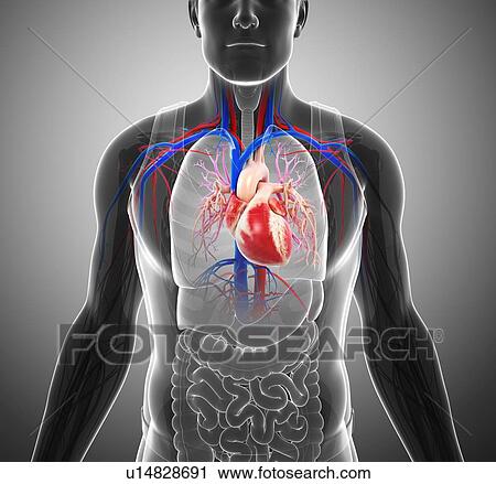 Male heart, illustration View Large Photo Image Stock Image - Male heart, illustration. Fotosearch