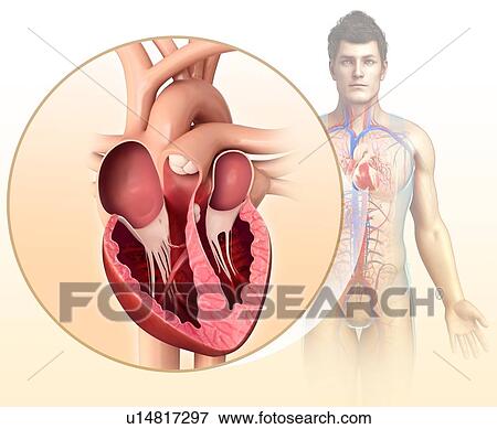 Stock Photo - Male heart, illustration. Fotosearch
