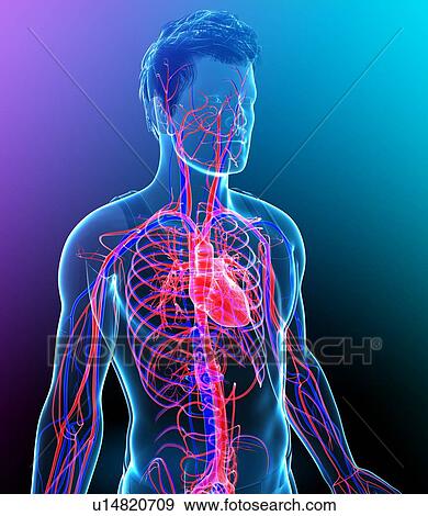 Stock Photo - Male heart, illustration. Fotosearch