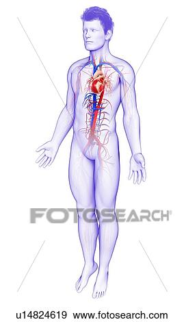 Stock Photo - Male heart, illustration. Fotosearch