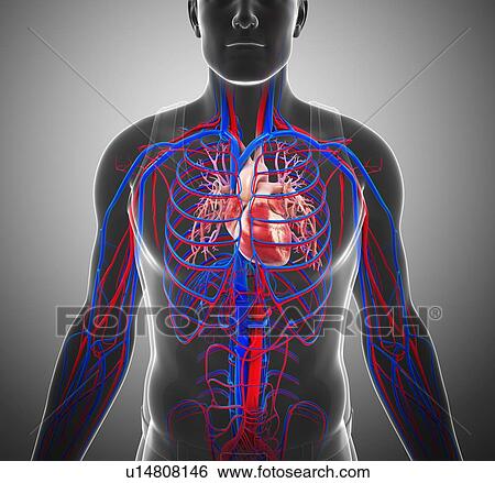 Male heart, illustration View Large Photo Image Stock Photograph - Male heart, illustration. Fotosearch