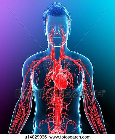 Stock Photograph - Male heart, illustration. Fotosearch