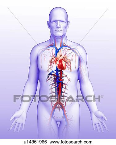 Stock Photograph - Male heart, illustration. Fotosearch
