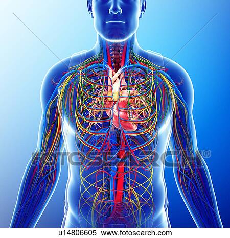 Male heart, illustration View Large Photo Image Stock Photography - Male heart, illustration. Fotosearch