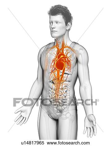 Male heart, illustration View Large Photo Image Stock Photography - Male heart, illustration. Fotosearch