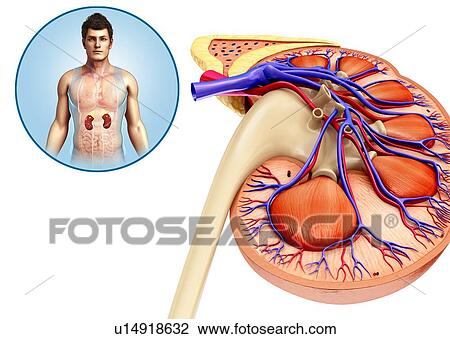Stock Image - Male kidney, illustration. Fotosearch