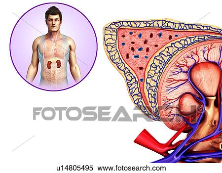 Male kidney, illustration View Large Photo Image Stock Photography - Male kidney, illustration. Fotosearch