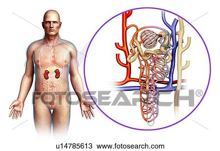 Male kidneys, illustration View Large Photo Image Stock Image - Male kidneys, illustration. Fotosearch