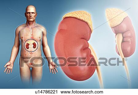 Male kidneys, illustration View Large Photo Image Stock Image - Male kidneys, illustration. Fotosearch