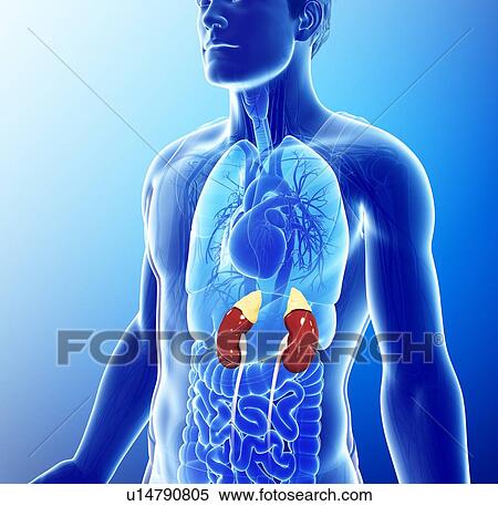 Male kidneys, illustration View Large Photo Image Stock Photography - Male kidneys, illustration. Fotosearch