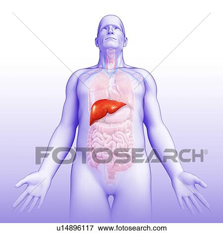 Male liver, illustration View Large Photo Image Stock Photo - Male liver, illustration. Fotosearch