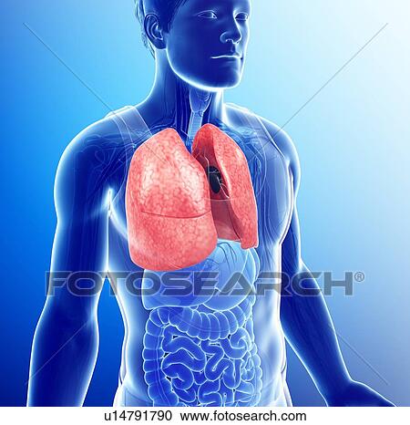 Stock Image - Male lungs, illustration. Fotosearch