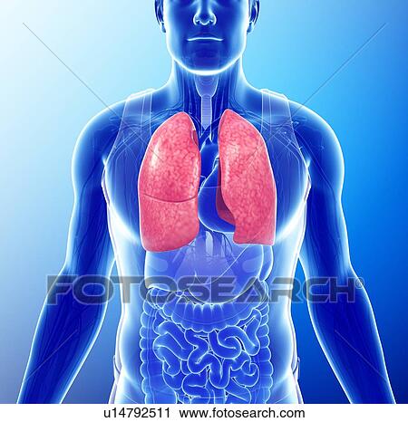 Male lungs, illustration View Large Photo Image Stock Image - Male lungs, illustration. Fotosearch