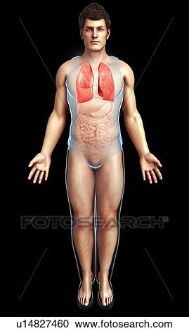 Stock Image - Male lungs, illustration. Fotosearch