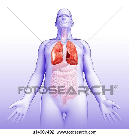 Male lungs, illustration View Large Photo Image Stock Image - Male lungs, illustration. Fotosearch