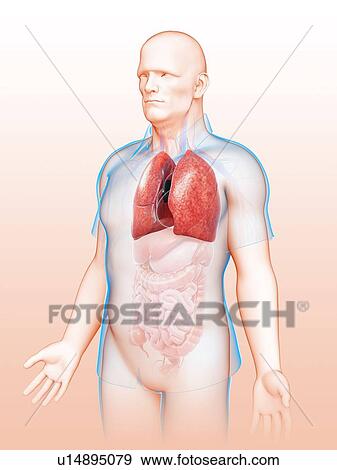 Male lungs, illustration View Large Photo Image Stock Photo - Male lungs, illustration. Fotosearch