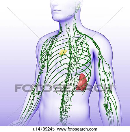 Male lymphatic system, illustration View Large Photo Image Stock Photography - Male lymphatic system, illustration. Fotosearch