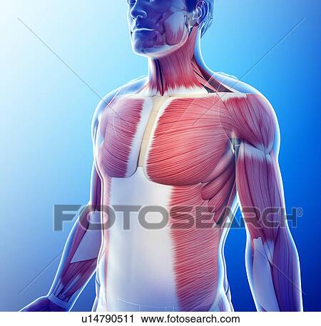 Stock Image - Male musculature, illustration. Fotosearch