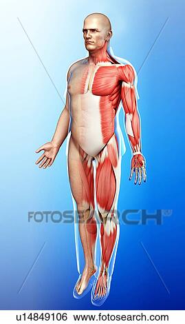 Stock Photograph - Male musculature, illustration. Fotosearch