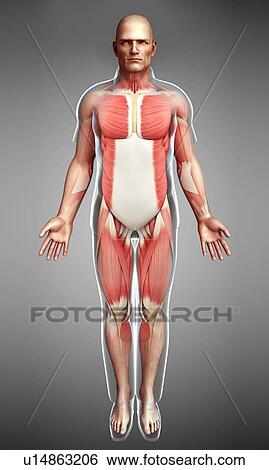 Male musculature, illustration View Large Photo Image Stock Photograph - Male musculature, illustration. Fotosearch