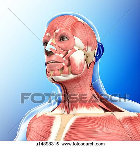 Male musculature, illustration View Large Photo Image Stock Photography - Male musculature, illustration. Fotosearch