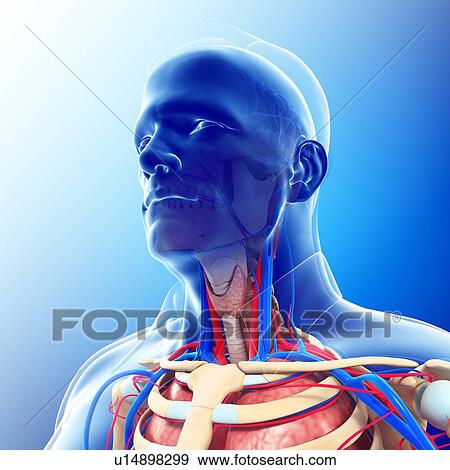 Stock Photo - Male neck blood vessels, illustration. Fotosearch