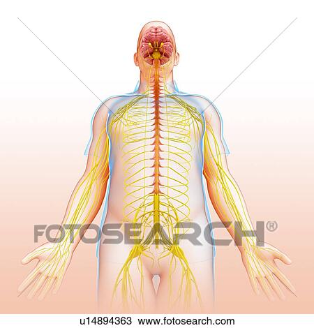 Stock Image - Male nervous system, illustration. Fotosearch