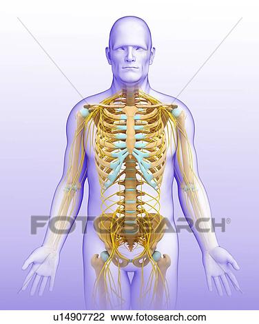 Male nervous system, illustration View Large Photo Image Stock Image - Male nervous system, illustration. Fotosearch