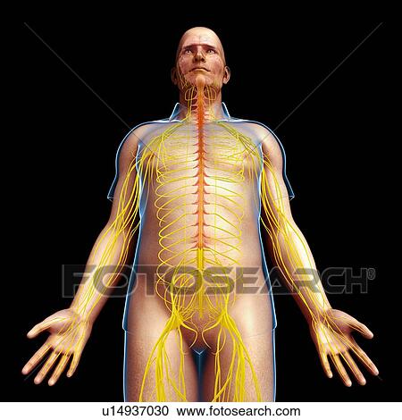 Male nervous system, illustration View Large Photo Image Stock Image - Male nervous system, illustration. Fotosearch
