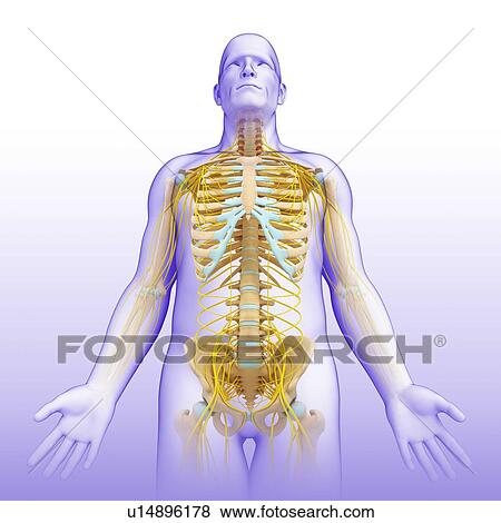 Male nervous system, illustration View Large Photo Image Stock Photo - Male nervous system, illustration. Fotosearch