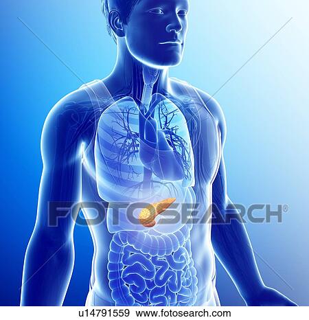 Male pancreas, illustration View Large Photo Image Stock Photo - Male pancreas, illustration. Fotosearch
