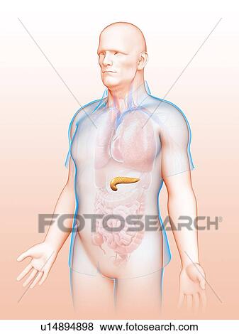 Male pancreas, illustration View Large Photo Image Stock Photo - Male pancreas, illustration. Fotosearch