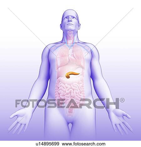 Male pancreas, illustration View Large Photo Image Stock Photo - Male pancreas, illustration. Fotosearch