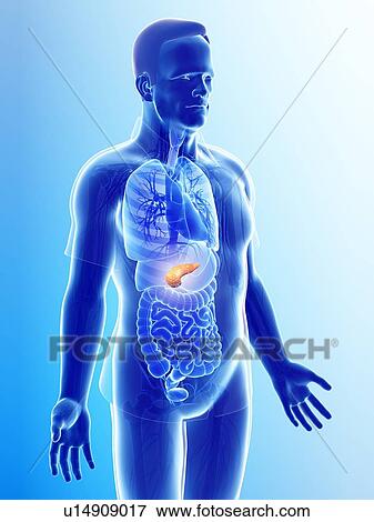 Male pancreas, illustration View Large Photo Image Stock Photo - Male pancreas, illustration. Fotosearch