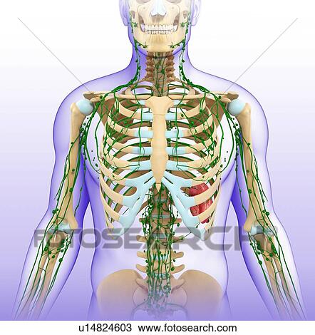 Stock Image - Male skeletal and lymphatic system. Fotosearch