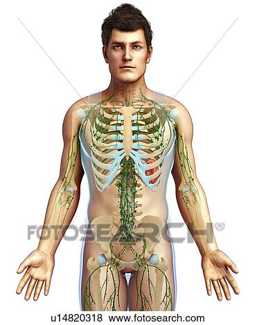Stock Photo - Male skeletal and lymphatic system. Fotosearch