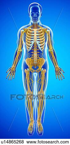 Stock Photo - Male skeletal and nervous system. Fotosearch