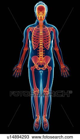 Stock Image - Male skeletal system, illustration. Fotosearch