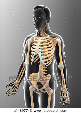 Male skeletal system View Large Photo Image Stock Image - Male skeletal system. Fotosearch