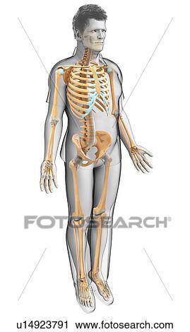 Stock Image - Male skeletal system. Fotosearch