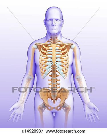Male skeletal system View Large Photo Image Stock Photo - Male skeletal system. Fotosearch