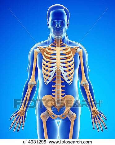 Stock Photography - Male skeletal system. Fotosearch