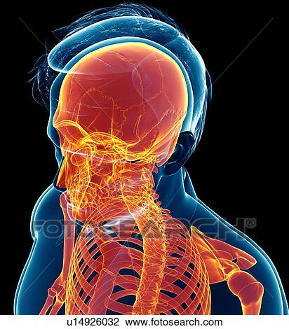 Male skull, illustration View Large Photo Image Stock Image - Male skull, illustration. Fotosearch