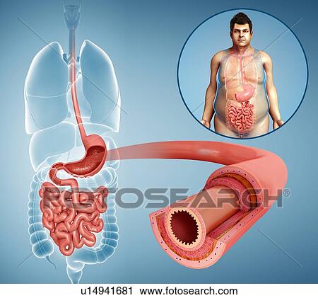 Stock Image - Male small intestine cross-section. Fotosearch